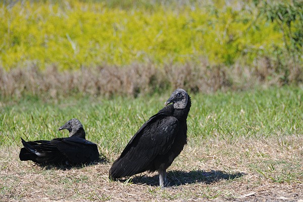 Everglades Nationalpark